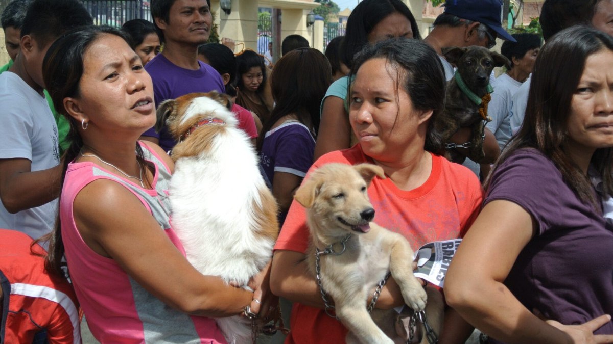 2024 yılında Filipinler’de 426 kişi kuduzdan öldü